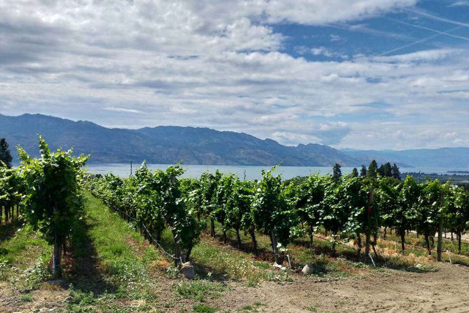 Okanagan Vineyard Winery
