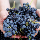 Traditional Winemaking Methods